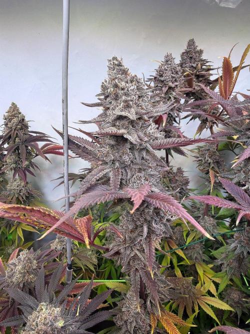 All about Terps. Week 19