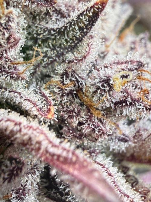 All about Terps. Week 19