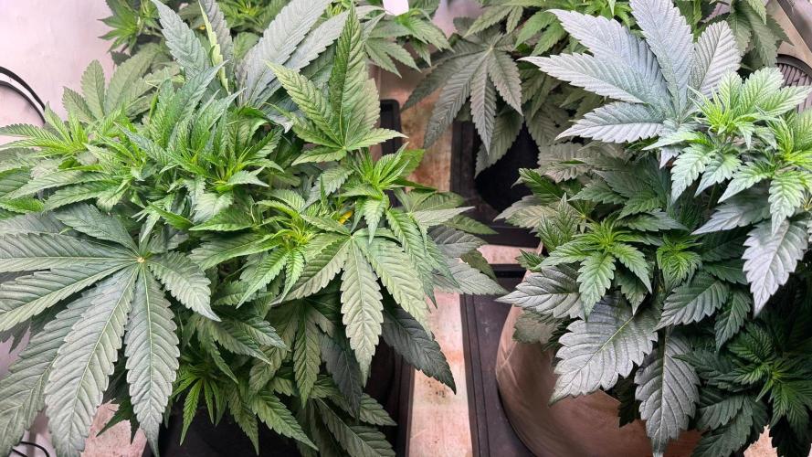 Time for Heavy Hitters. Week 5