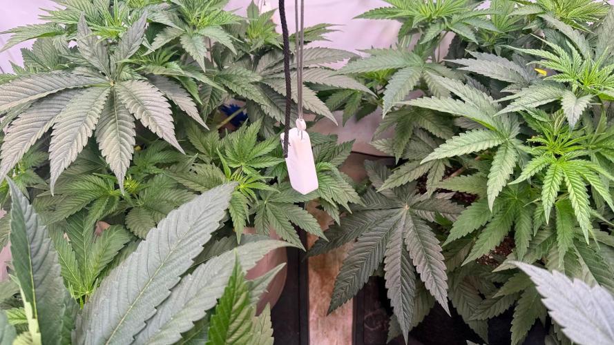 Time for Heavy Hitters. Week 5