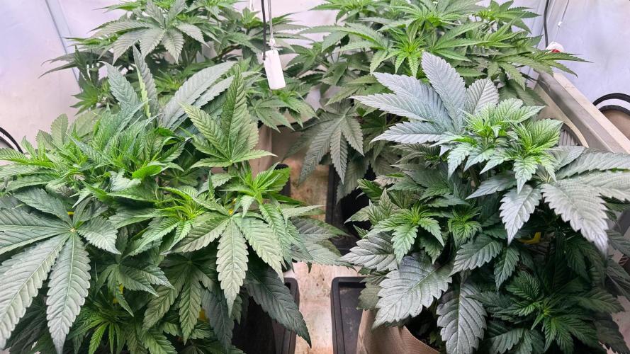 Time for Heavy Hitters. Week 5