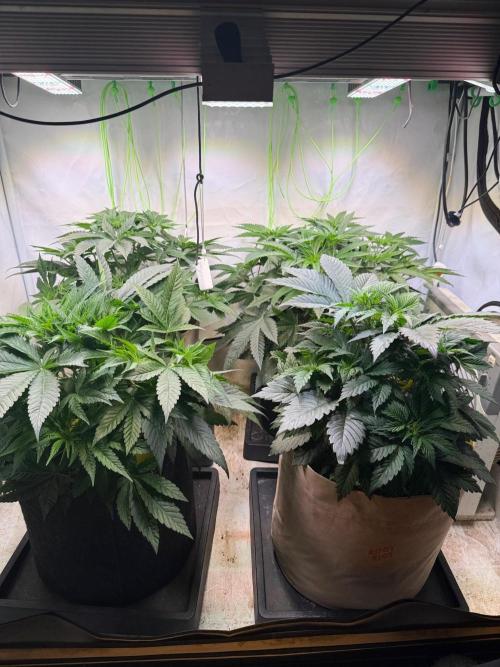 Time for Heavy Hitters. Week 5