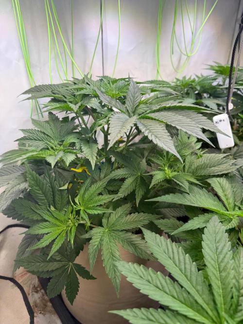 Time for Heavy Hitters. Week 5 - Dantes Inferno