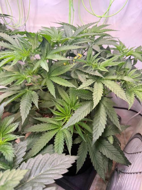 Time for Heavy Hitters. Week 5 - Lemon Cherry Runtz