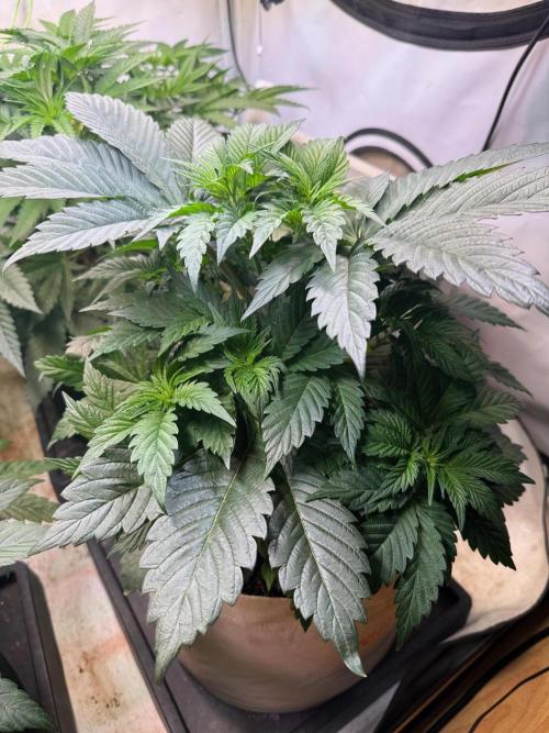 Time for Heavy Hitters. Week 5 - Super Boof