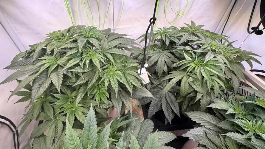 Time for Heavy Hitters. Week 5