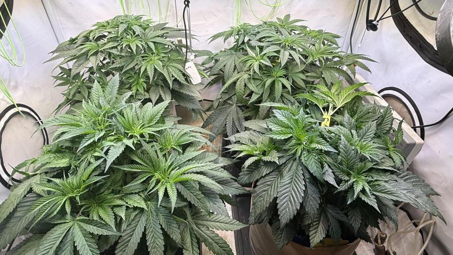 Time for Heavy Hitters. Week 5