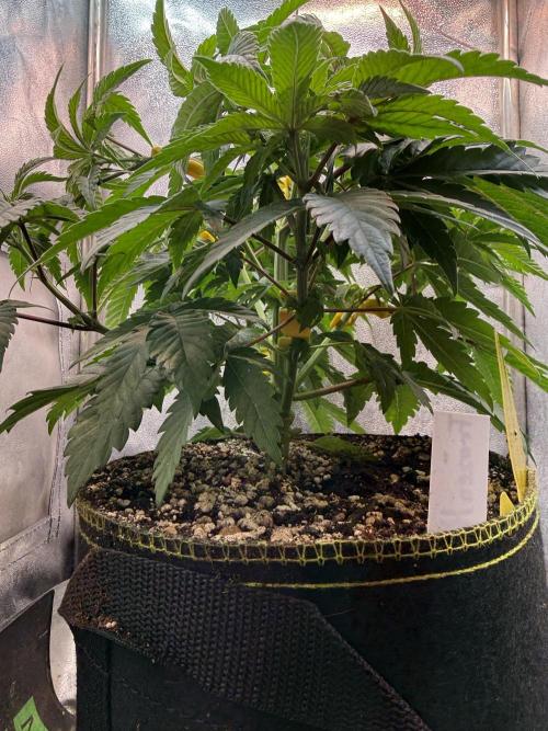 Another Beauty ??. Week 5