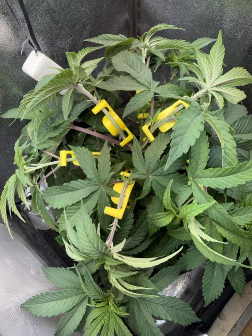 Another Beauty ??. Week 5