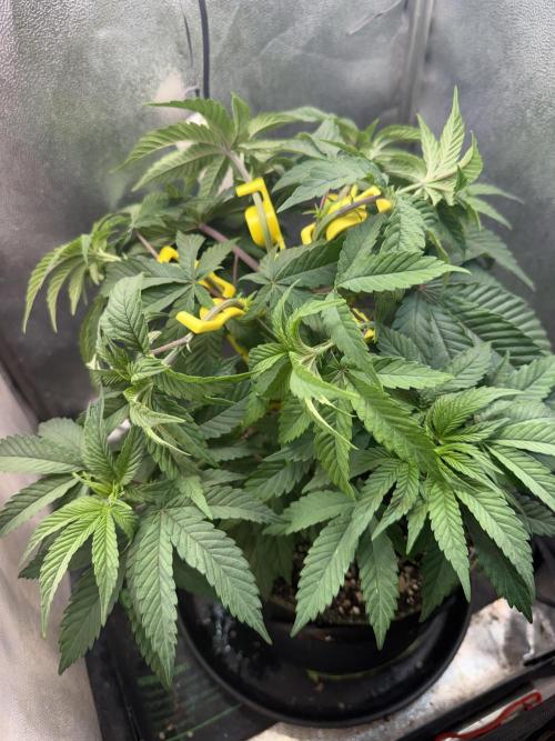 Another Beauty ??. Week 5