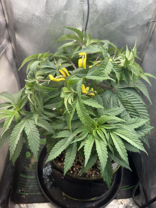 Another Beauty ??. Week 5