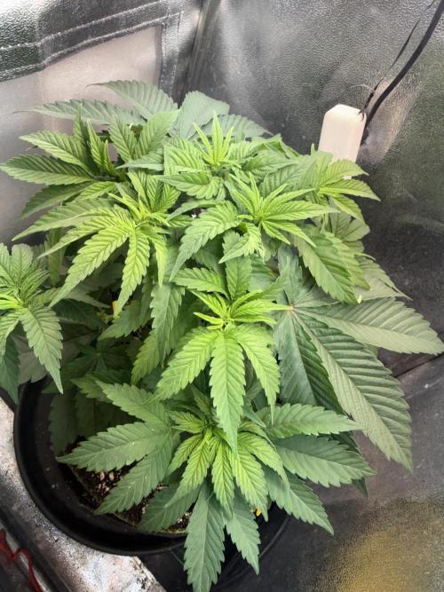 Another Beauty ??. Week 5