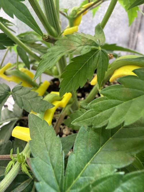 Another Beauty ??. Week 5