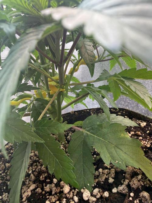 Another Beauty ??. Week 5