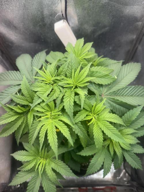 Another Beauty ??. Week 5