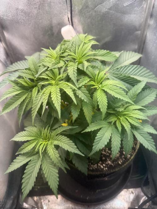 Another Beauty ??. Week 5