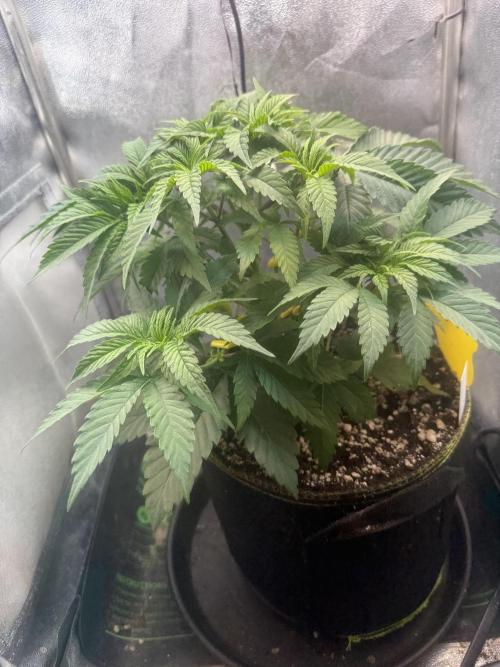 Another Beauty ??. Week 5