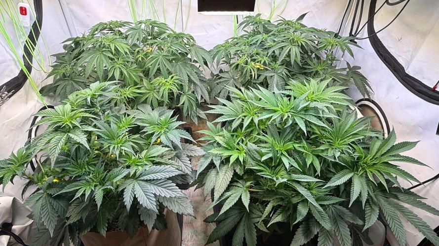 Time for Heavy Hitters. Week 6