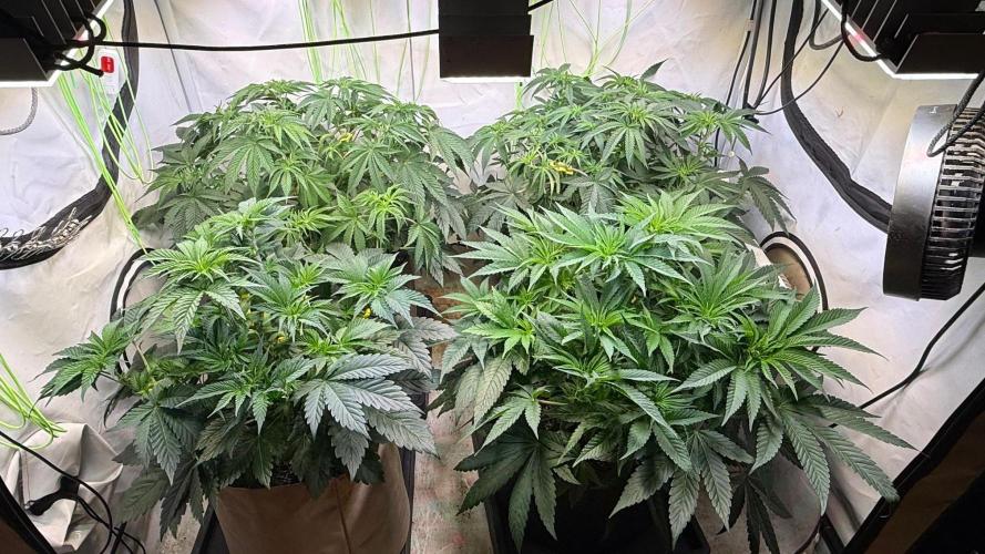 Time for Heavy Hitters. Week 6