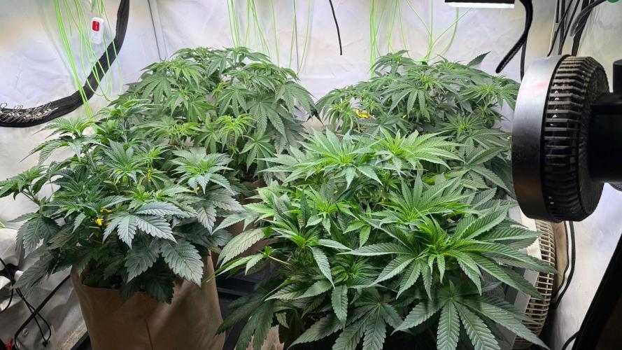 Time for Heavy Hitters. Week 6