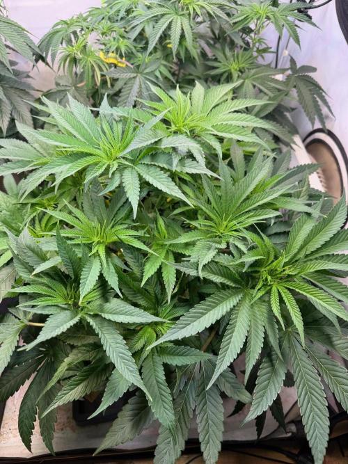 Time for Heavy Hitters. Week 6