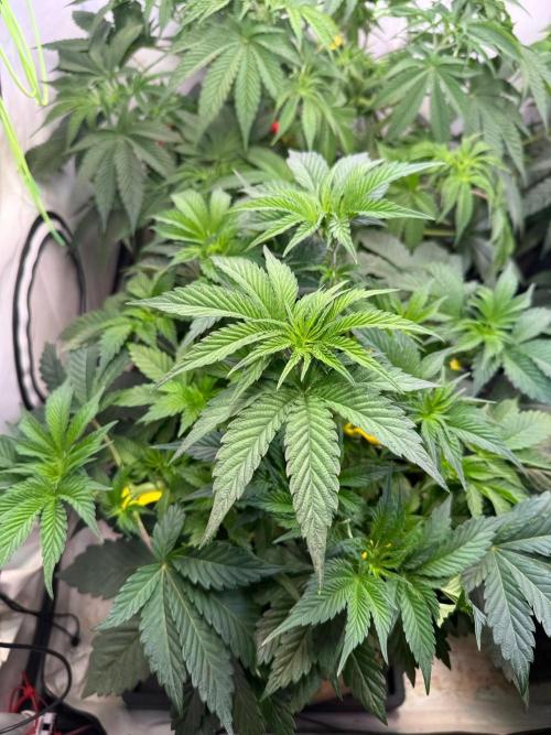 Time for Heavy Hitters. Week 6