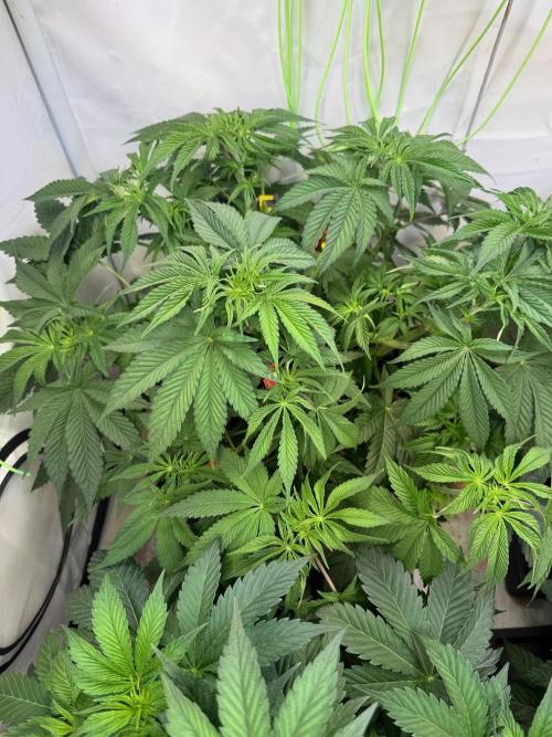 Time for Heavy Hitters. Week 6 - before watering