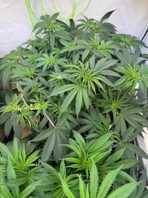 Time for Heavy Hitters. Week 6