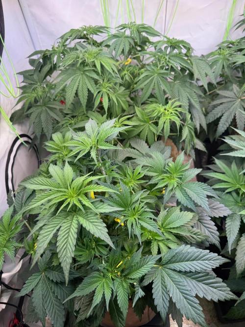 Time for Heavy Hitters. Week 6