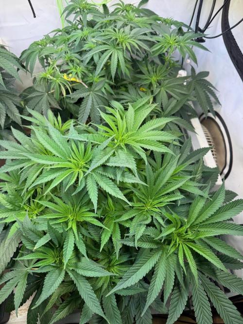 Time for Heavy Hitters. Week 6