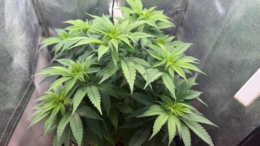 Another Beauty ??. Week 6