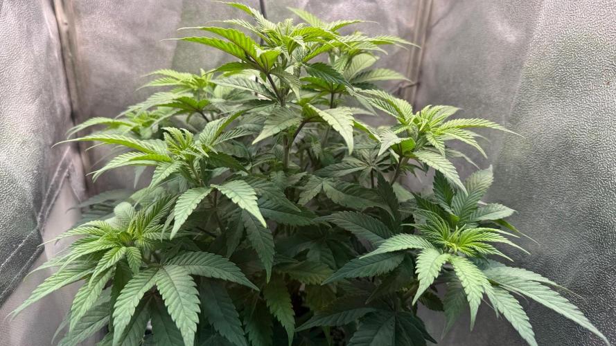 Another Beauty ??. Week 6