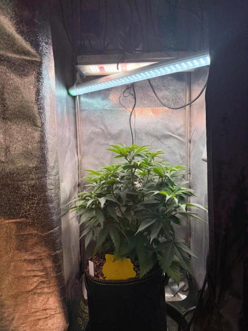 Another Beauty ??. Week 6