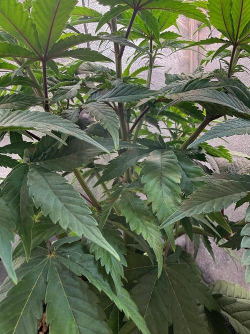 Another Beauty ??. Week 6