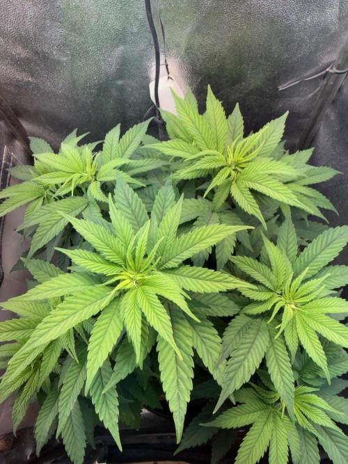 Another Beauty ??. Week 6