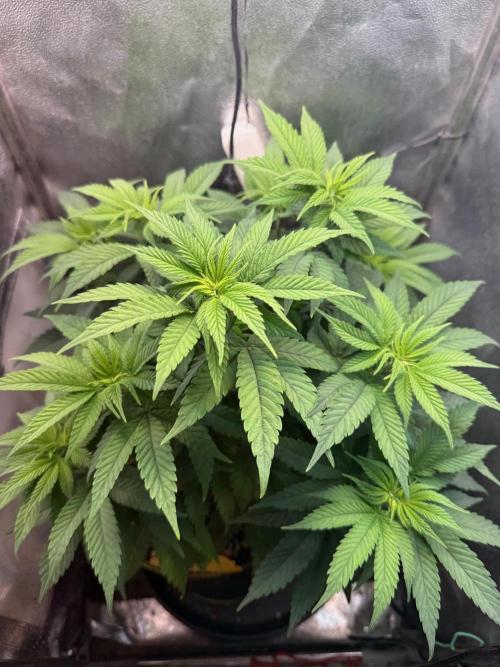 Another Beauty ??. Week 6