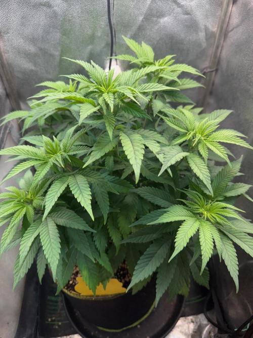 Another Beauty ??. Week 6