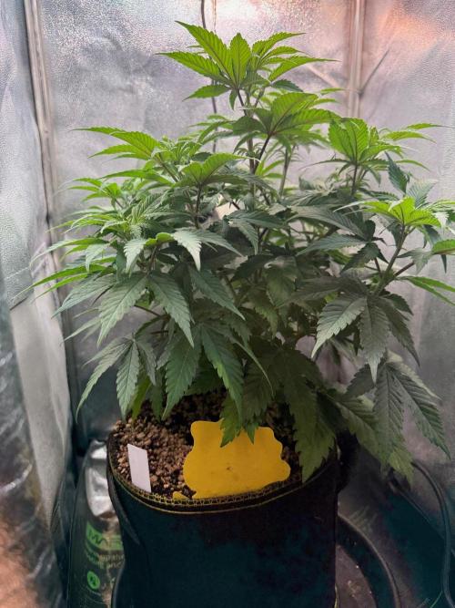 Another Beauty ??. Week 6