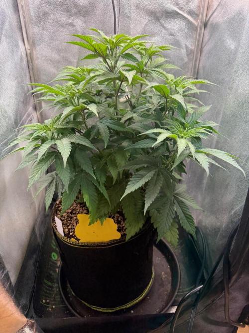 Another Beauty ??. Week 6