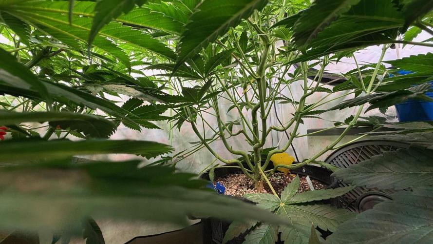 Time for Heavy Hitters. Week 7