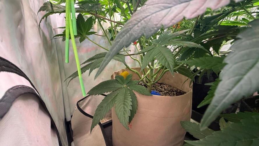 Time for Heavy Hitters. Week 7