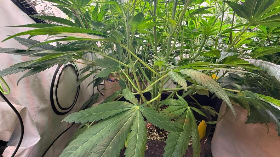 Time for Heavy Hitters. Week 7