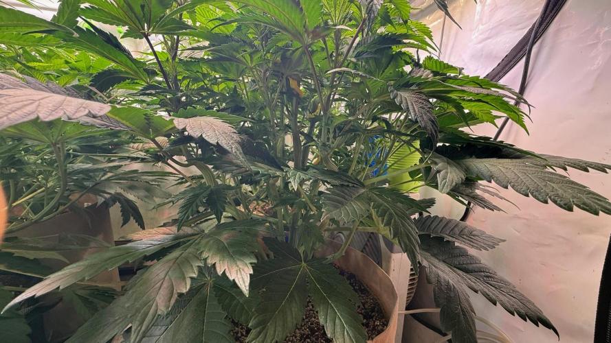 Time for Heavy Hitters. Week 7