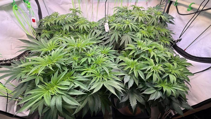 Time for Heavy Hitters. Week 7