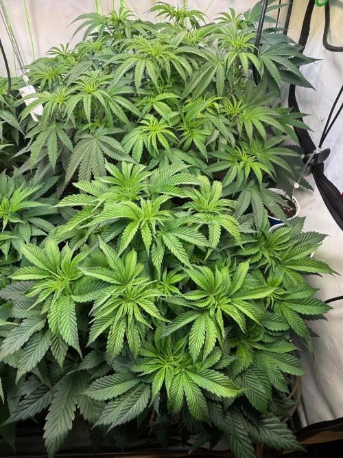 Time for Heavy Hitters. Week 7