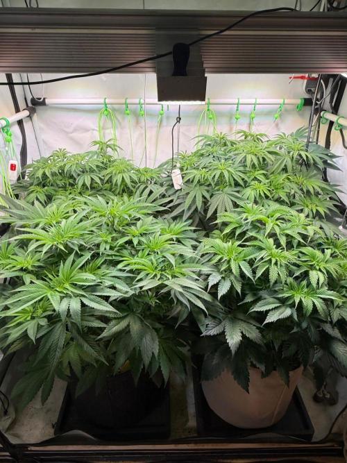 Time for Heavy Hitters. Week 7