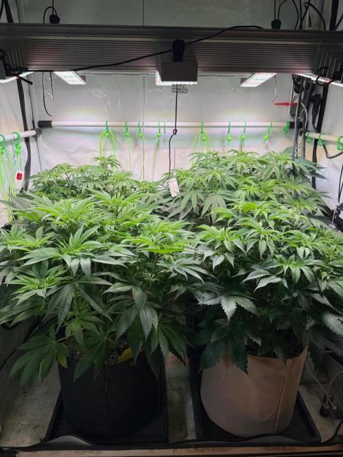 Time for Heavy Hitters. Week 7