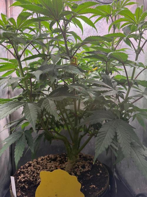 Another Beauty ??. Week 7