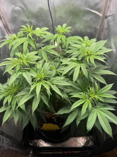 Another Beauty ??. Week 7