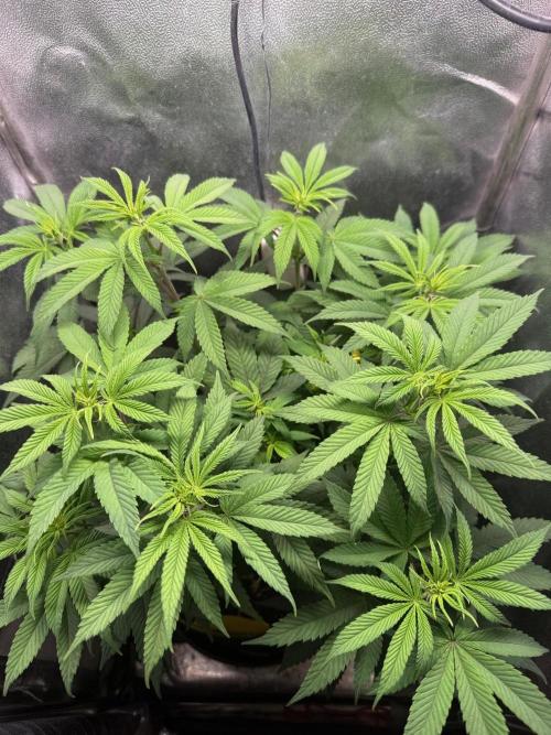 Another Beauty ??. Week 7